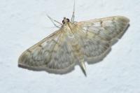 Patania ruralis
