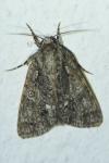 Acronicta rumicis