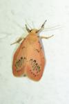Miltochrista miniata