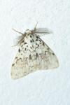 Lymantria monacha