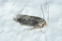 Ectoedemia subbimaculella