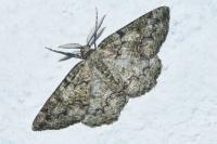 Cleorodes lichenaria