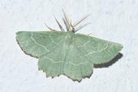 Thalera fimbrialis