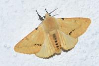Spilarctia lutea