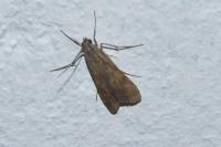 Nomophila noctuella