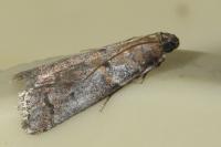 Acrobasis consociella
