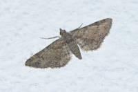 Gymnoscelis rufifasciata