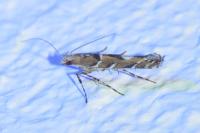 Acrocercops brongniardella