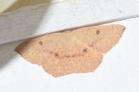 Cyclophora puppillaria