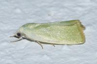 Earias clorana