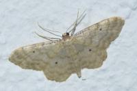 Idaea fuscovenosa