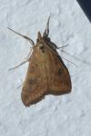 Udea ferrugalis