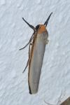Manulea complana