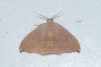 Watsonalla uncinula