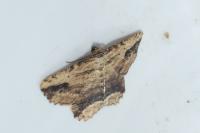 Menophra abruptaria