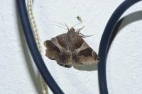 Dysgonia algira