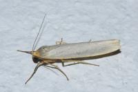 Eilema caniola