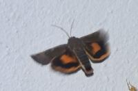 Noctua janthina