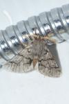 Thaumetopoea pityocampa