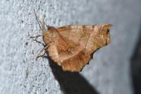 Selenia dentaria