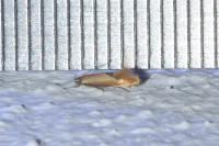 Batia lunaris
