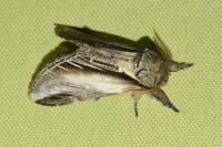 Pheosia tremula