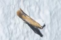 Coptotriche marginea