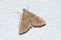 Endotricha flammealis