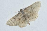 Peribatodes rhomboidaria