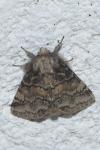 Gluphisia crenata