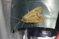 Spodoptera exigua