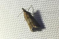 Dichrorampha acuminatana