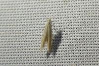 Coleophora