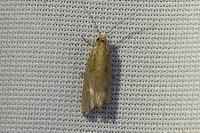 Eucosma