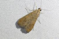Nomophila noctuella