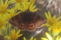 Euclidia glyphica