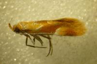 Epicallima formosella