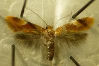 Epicallima formosella