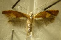 Argyresthia albistria