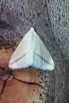 Rhodometra sacraria
