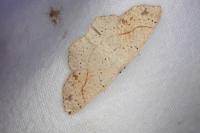 Cyclophora punctaria