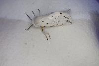 Spilosoma lubricipeda