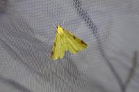 Opisthograptis luteolata