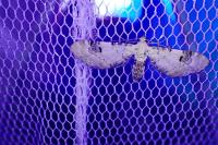 Eupithecia centaureata