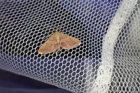 Endotricha flammealis