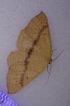 Cyclophora puppillaria