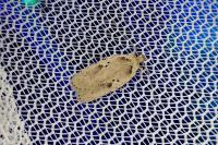 Agonopterix yeatiana