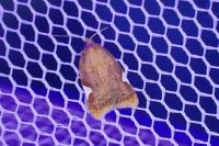 Acleris holmiana