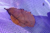 Gastropacha quercifolia