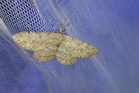 Hypomecis punctinalis